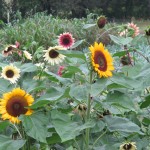 IMG_3998 IMG_3998