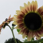 IMG_4024 IMG_4024