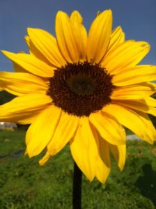 first sunflower