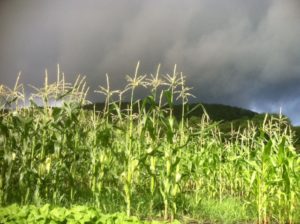 storm corn