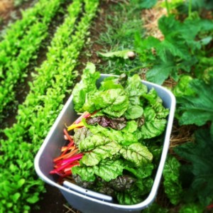 greens